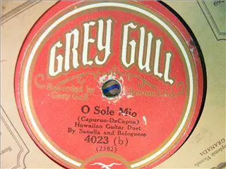 small_grey gull 4023 b.webp